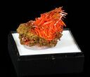 Bright Orange Crocoite Crystals - Tasmania #40602-1
